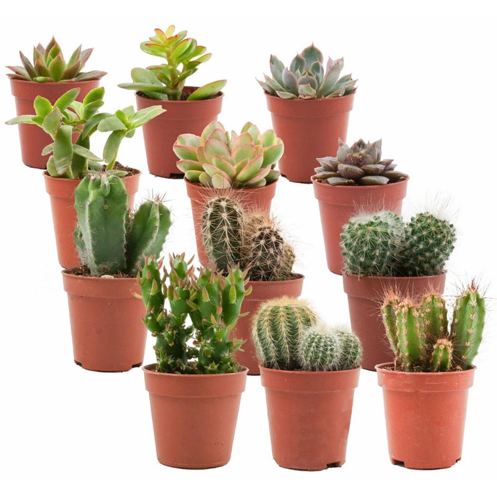 Mélange de cactus et plantes grasses - lot de 12 - ø5,5cm - ↕10cm - plante d’intérieur