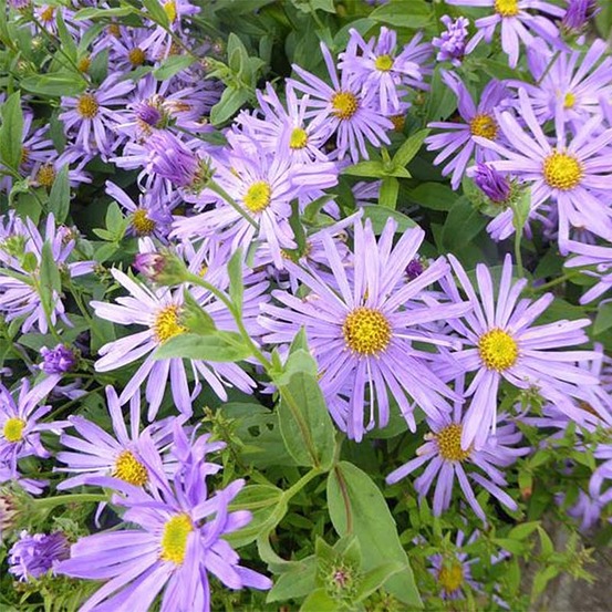 Aster de thomson 'nanus' godet de 8/9 cm