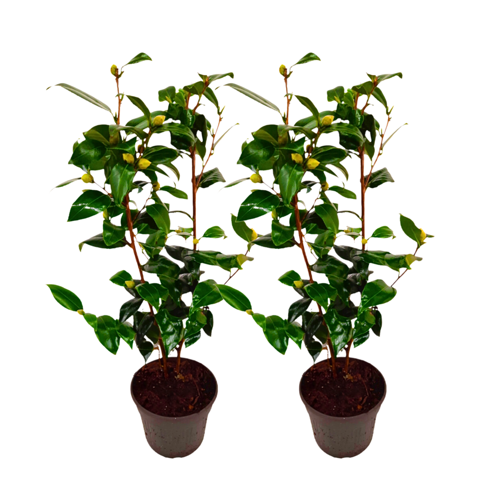 Camélia - set de 2 - camellia japonica 'brush field' - hauteur 50-60cm - ⌀15cm
