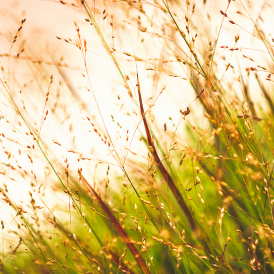 Panic érigé rehbraun - panicum virgatum rehbraun 80 cm godet 9cm