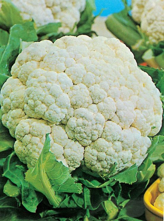 Chou fleur merveille toutes saisons - 1 g