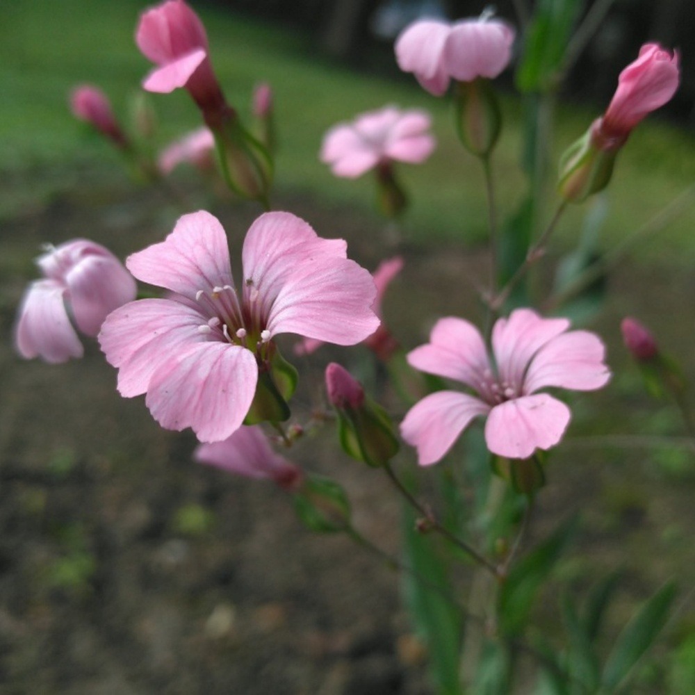 Graines de fleurs, graines de vaccarie rose, environ 150 graines par paquet, 5 paquets
