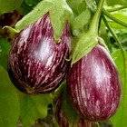3 plants d'aubergine zébrée violette rania, les 3 plants / ø 10.5cm