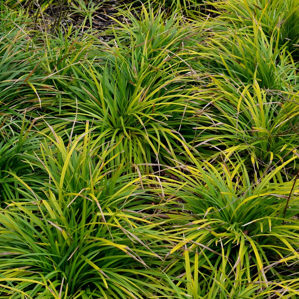 Laîche d'oshima evergreen- carex evergreen - les 2 pots / ø 9cm
