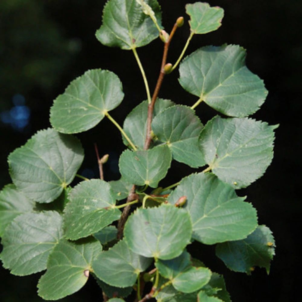 Tilleul argenté, tilia pot de 7,5l - 80/100 cm