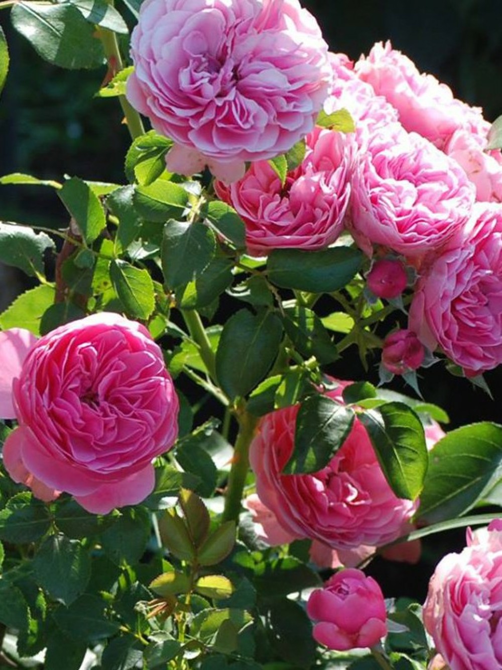 Rosier à fleurs groupées 'leonard de vinci' pot de 4l/5l