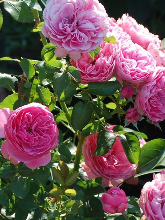 Rosier à fleurs groupées 'leonard de vinci' pot de 4l/5l