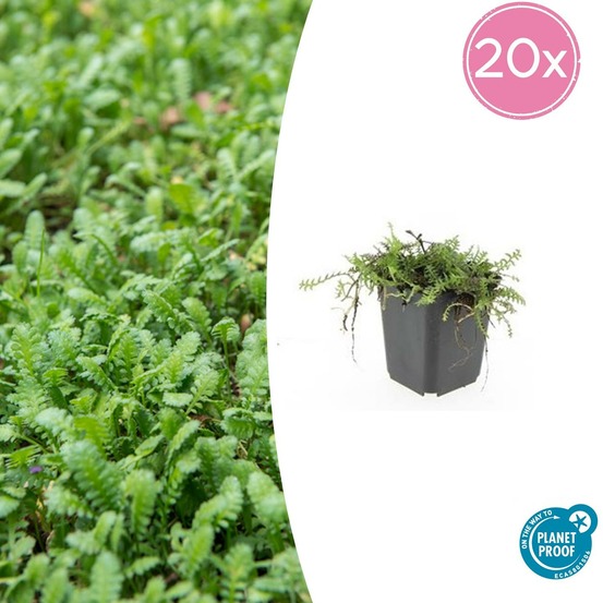 Leptinella squalida x20 – entre 1,25 et 1,67m2