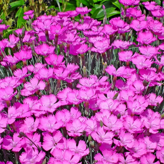 Oeillet mignardise tickled pink pot de 1 litre