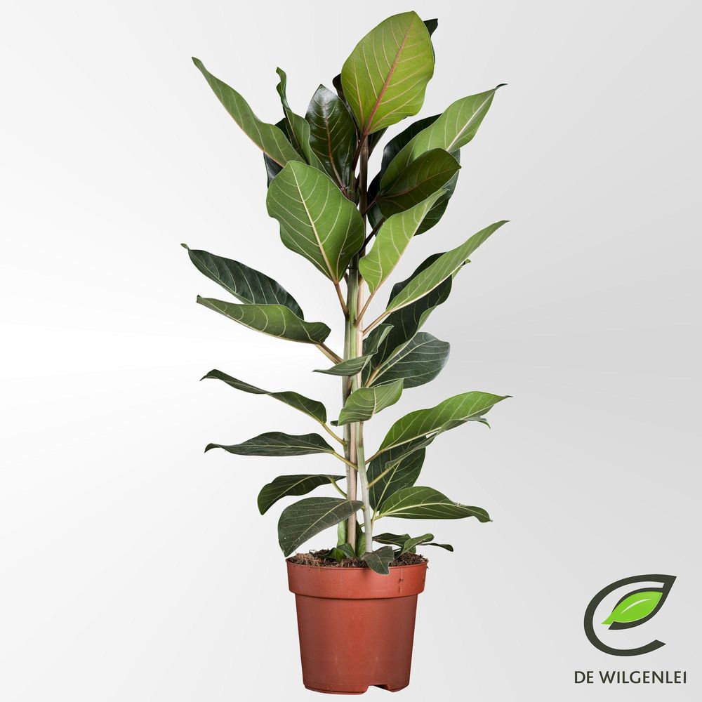 Ficus benghalensis 'joy' p21 - ø21cm - ↕90cm - plantes d'intérieur