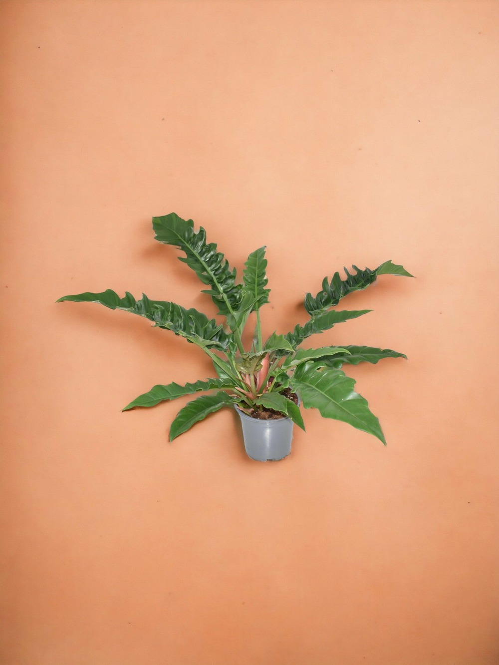 Philodendron narrow