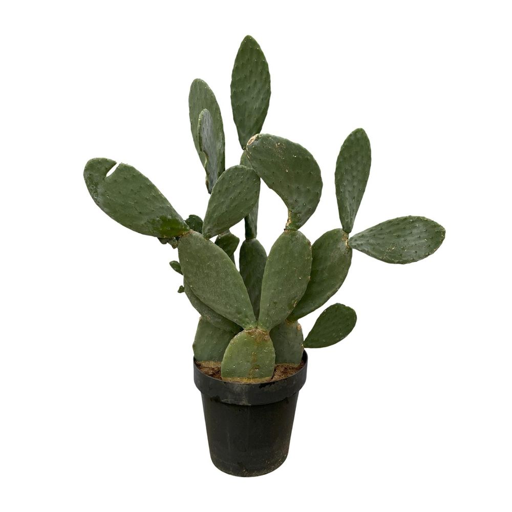 Cactus opuntia ficus indica - plantes d'intérieur