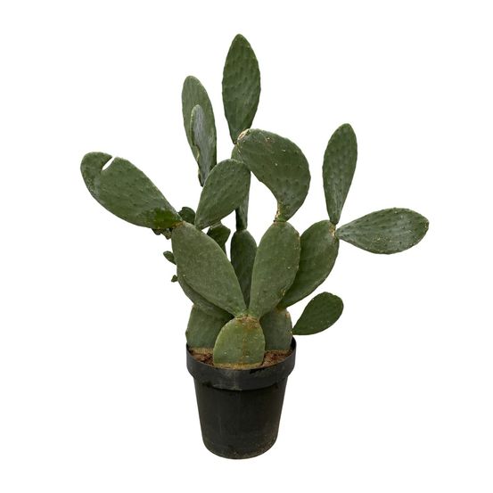 Cactus opuntia ficus indica - plantes d'intérieur