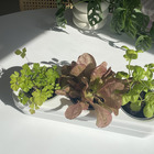 Kit potager urbain bio - salade colorée