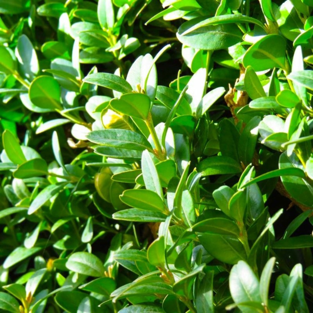 Buis commun (buxus sempervirens)