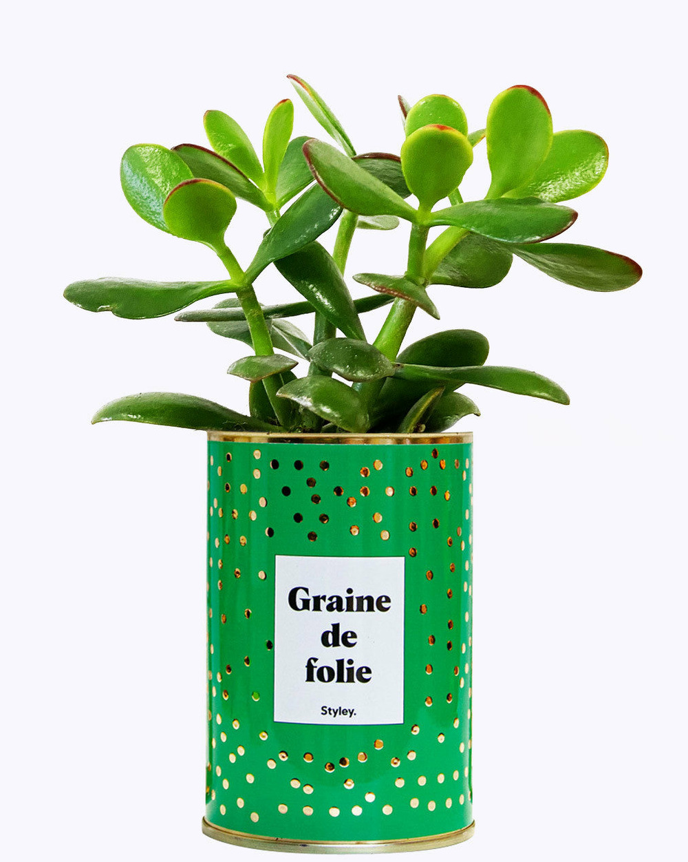 Plante facile à entretenir - graine de folie - cactus