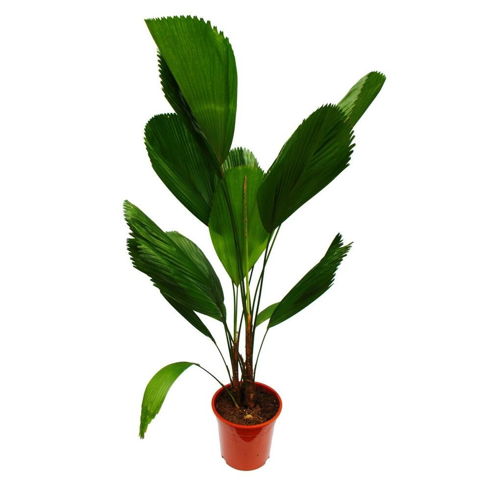 Palmier rayonnant - licuala grandis - palmier d'intérieur - palmier rayonnant du vanuatu - pot de 19cm - plante solitaire