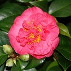 Camellia japonica 'blood of china ': 15 litres (rouge saumoné)