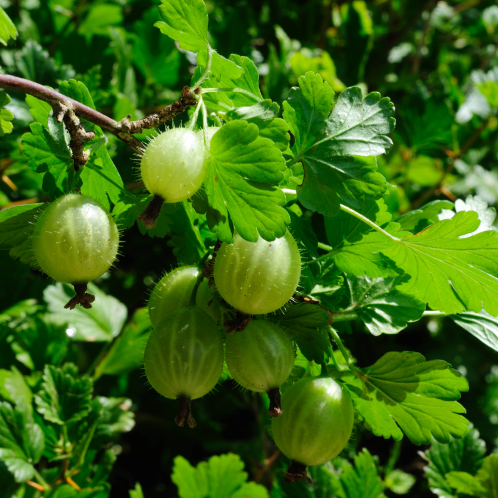 Groseillier à maquereau - ribes uva-crispa 50/60cm