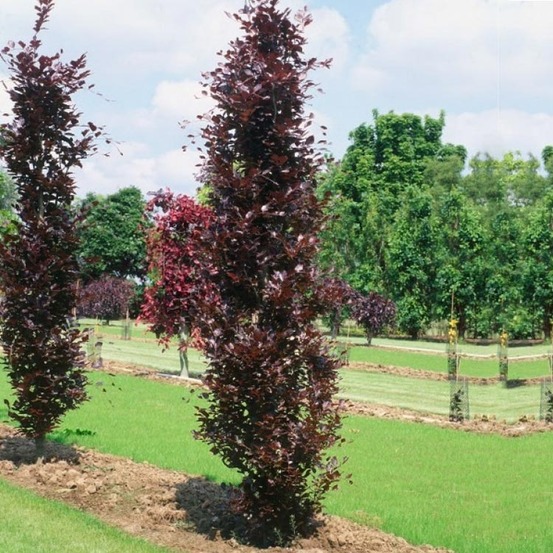 Fagus sylvatica 'dawyck purple' pot de 12l/15l