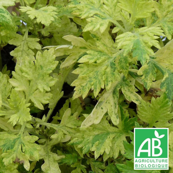 Armoise commune panachée - sans traitement godet - 5/20 cm