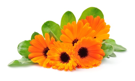 Sachet de graines de souci des jardins varié - sachet de 2,5 grammes - petite entreprise française - made in france