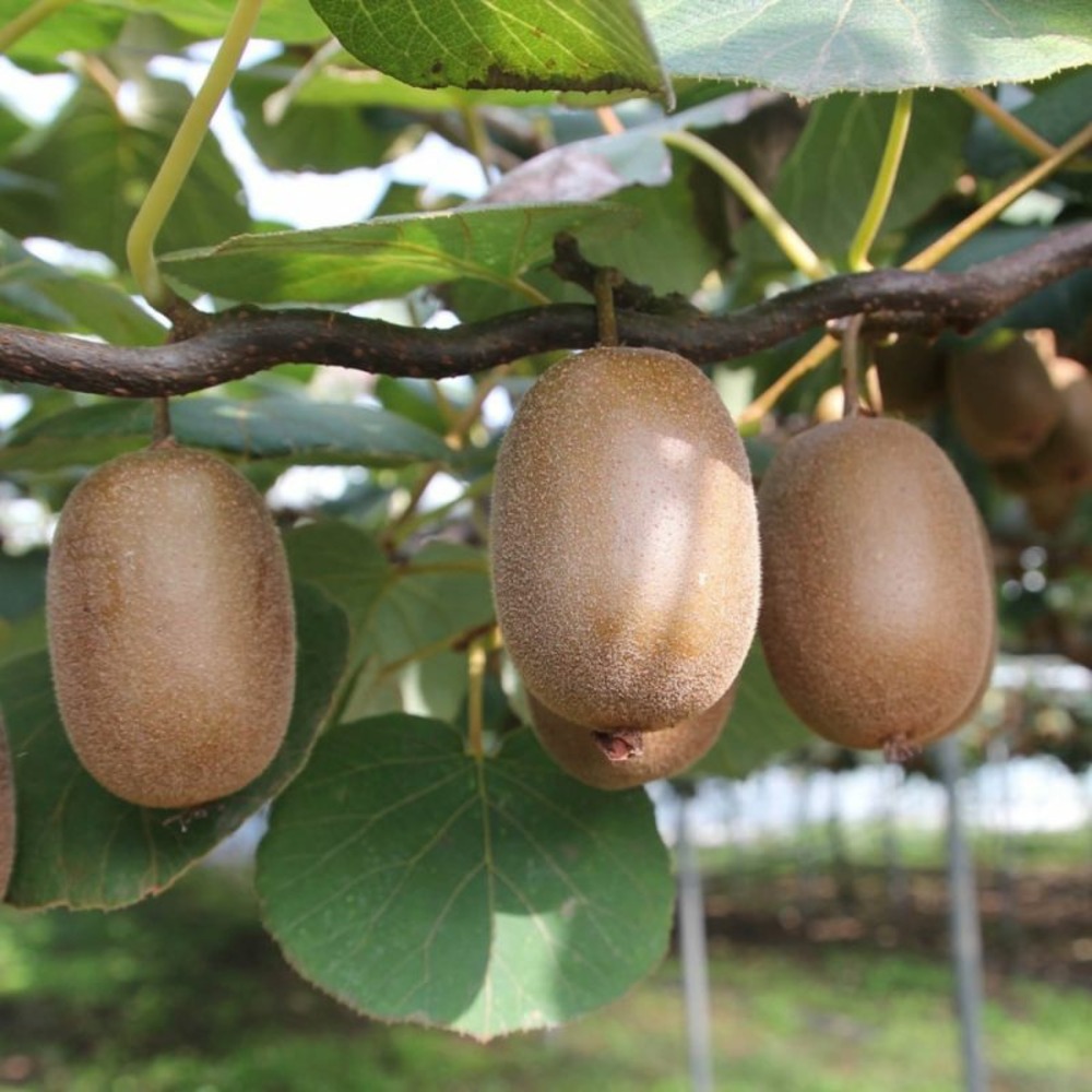 Kiwi autofertile Jenny