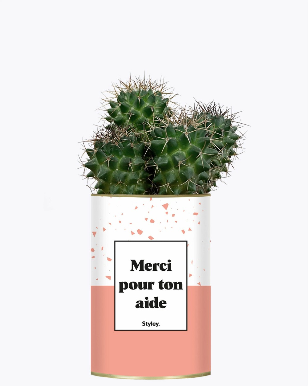 Plante drôle - merci pour ton aide - cactus