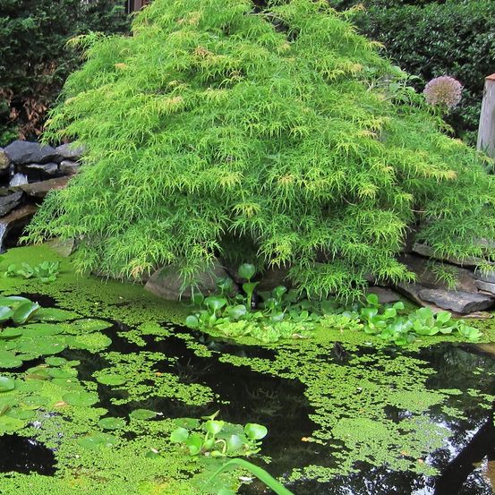 Érable du japon 'dissectum viridis' pot de 12l/15l, tige