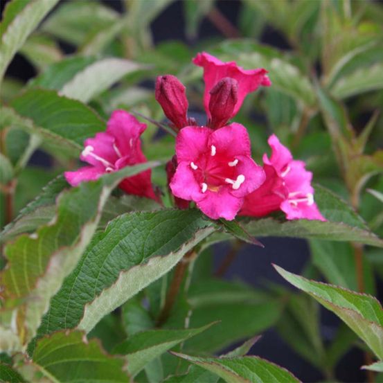 Weigela 'bristol ruby' godet de 8/9 cm