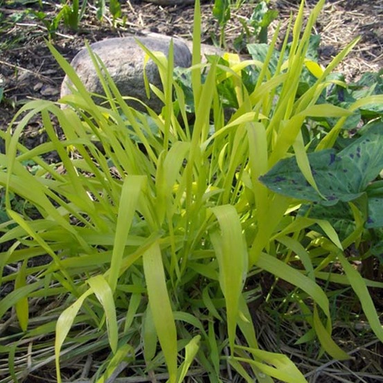 Milium effusum 'aureum' godet de 8/9 cm