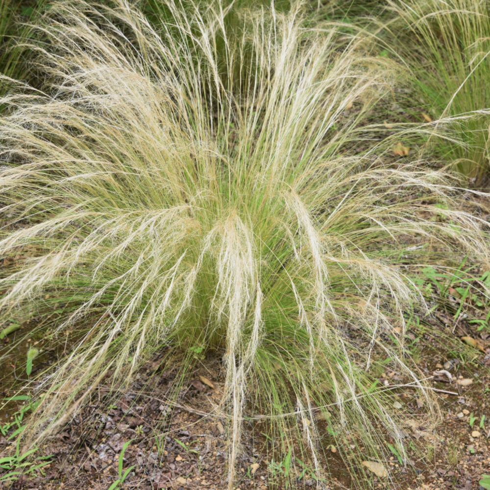 Stipe géant - stipa gigantea 30/40 cm pot 3l