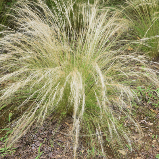 Stipe géant - stipa gigantea 30/40 cm pot 3l
