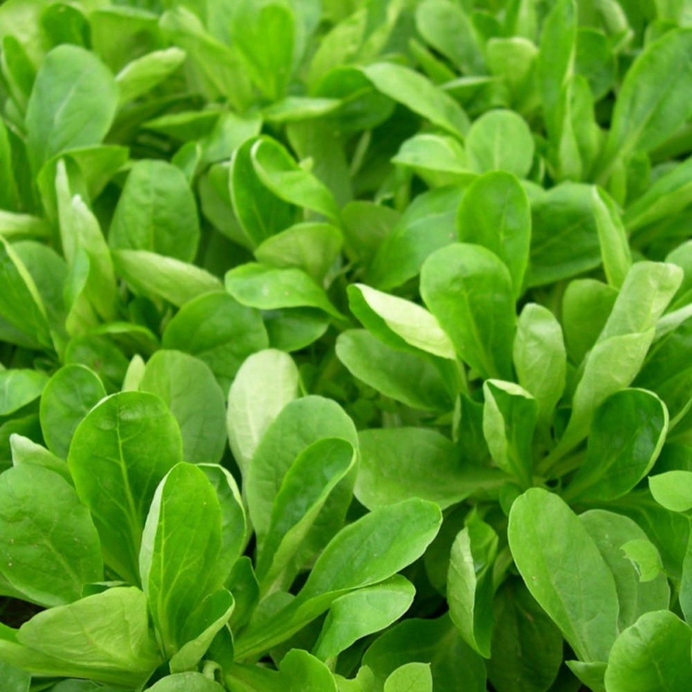 Graines de mâche palace - vilmorin sachet