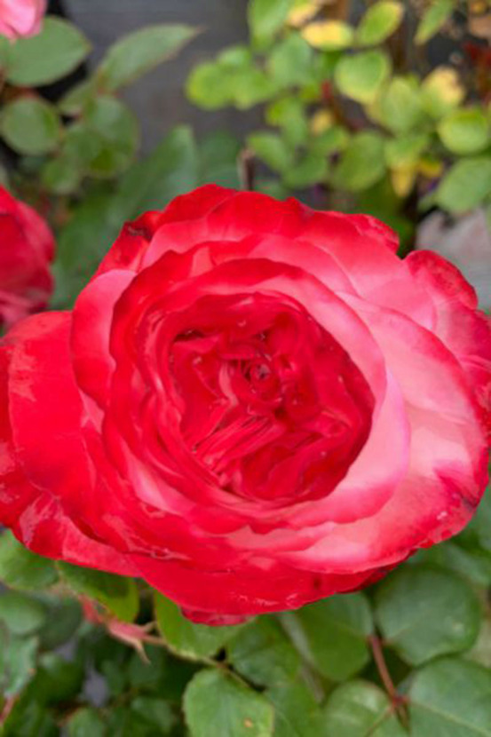 Rosier 'la garçonne' ? - en pot de 5 litres