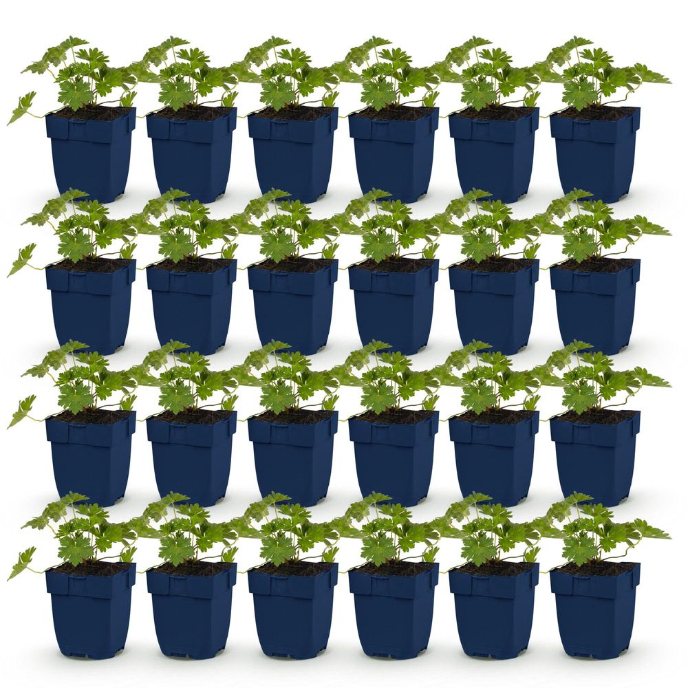 Géranium vivace 'rozanne' - lot de 24 - pot 11 cm - hauteur 25 cm