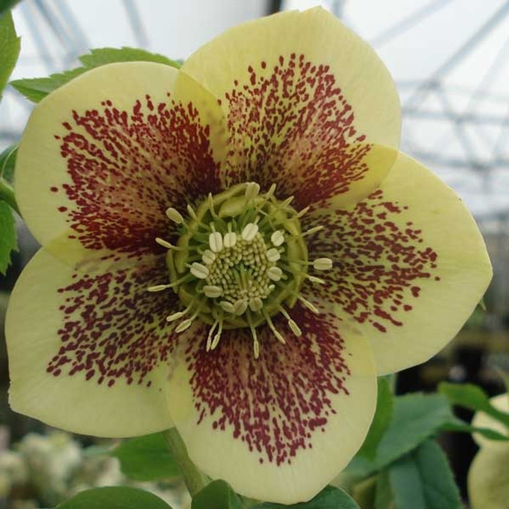 Hellébore 'yellow spotted' pot de 2l/3l