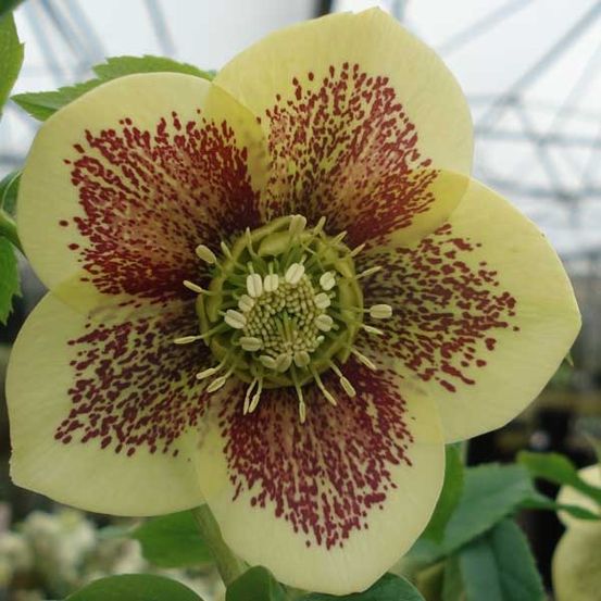 Hellébore 'yellow spotted' pot de 2l/3l