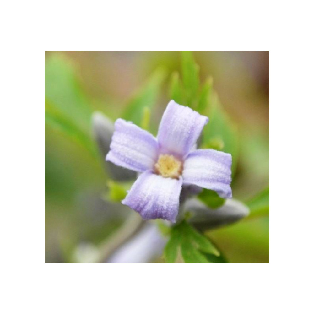 Clématite heracleifolia jouiniana praecox godet - 5/20 cm