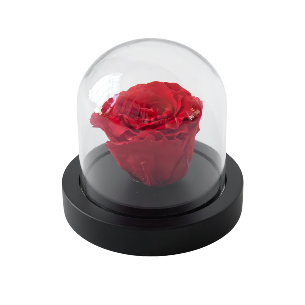 Rose rouge préservée sous cloche en verre - véritable rose - cadeau de luxe