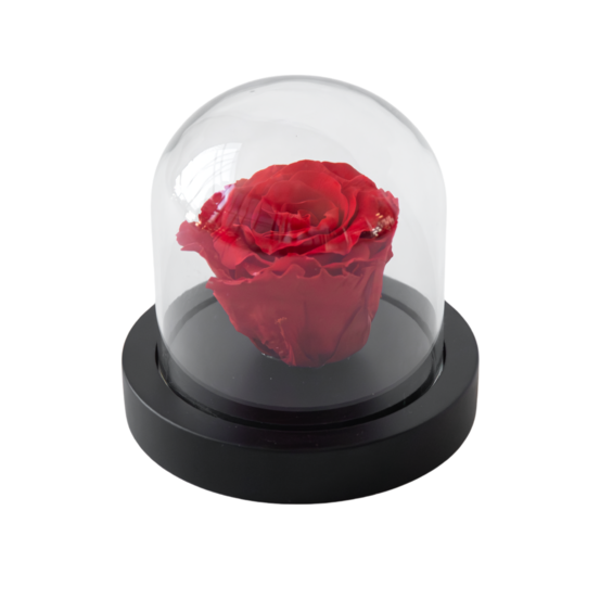 Rose rouge préservée sous cloche en verre - véritable rose - cadeau de luxe