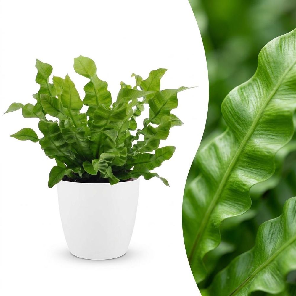 Asplenium crispy wave - fougère crispy wave - pot de 12cm