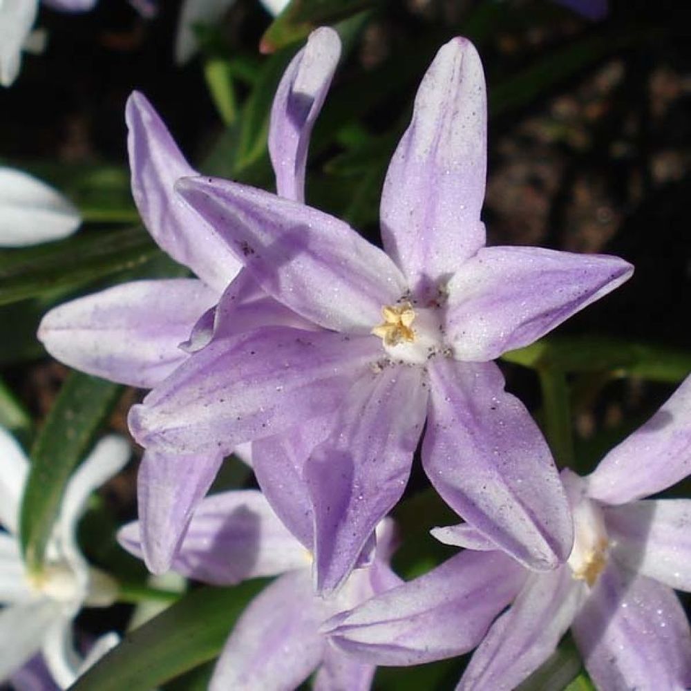 Gloire des neiges 'violet beauty' bulbe calibre 5+ (par 25)
