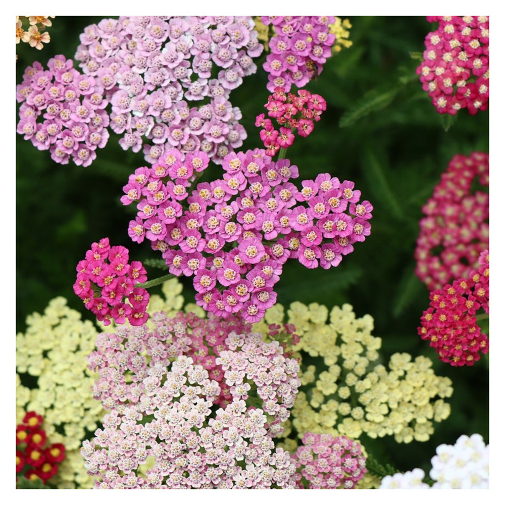 Achillée millefeuille colorado lot de 3 godets