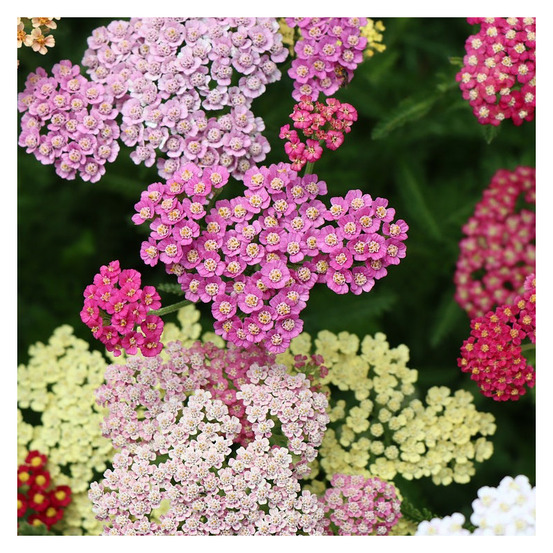 Achillée millefeuille colorado lot de 3 godets