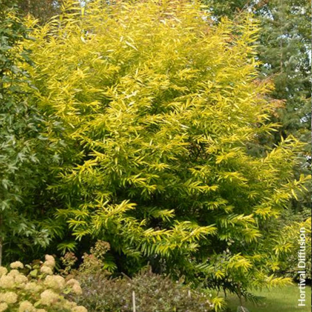 Saule de sakhaline golden sunshine, salix pot de 5l - touffe