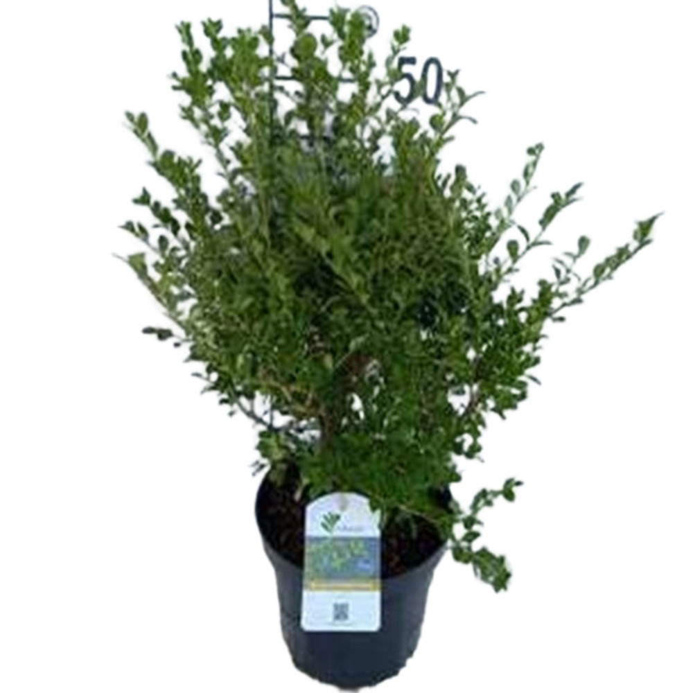 Betterbuxus 'babylon beauty' – 30 - 40 cm