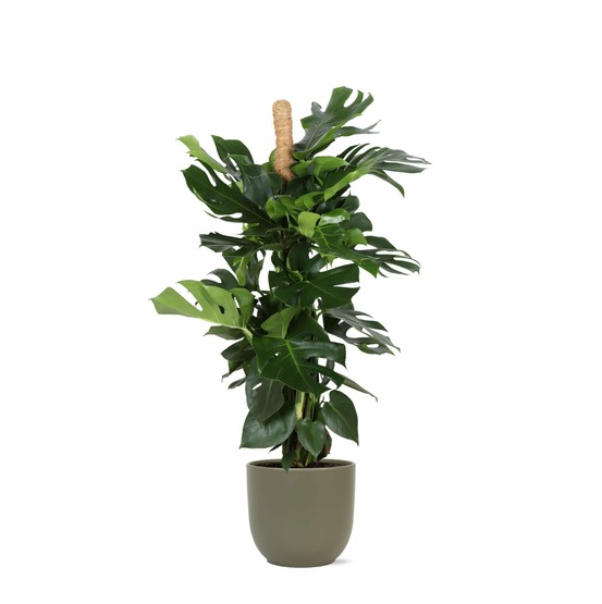 Monstera deliciosa et son pot olive - hauteur 150cm