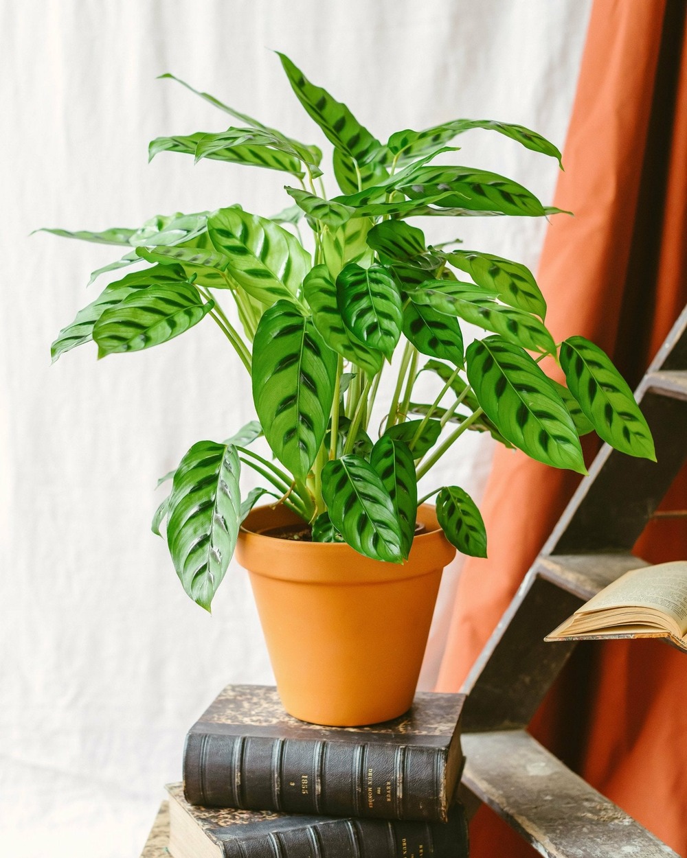 Calathea leopardina 40cm - plante d'intérieur