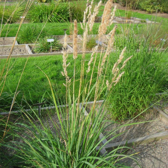 Calamagrostis epigejos godet - 5/20 cm